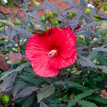 Hibiscus 'Midnight Marvel' - 'Midnight Marvel' Rose Mallow