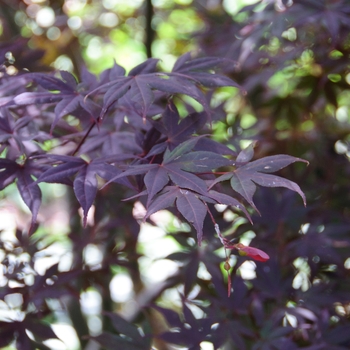 Acer palmatum 'Moonfire' - 'Moonfire' Japanese Maple