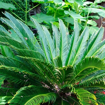 Cycas revoluta - Sago Palm