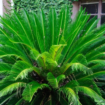 Cycas revoluta - Sago Palm