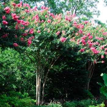 Lagerstroemia indica 'Tuscarora' - Tuscarora Crapemyrtle