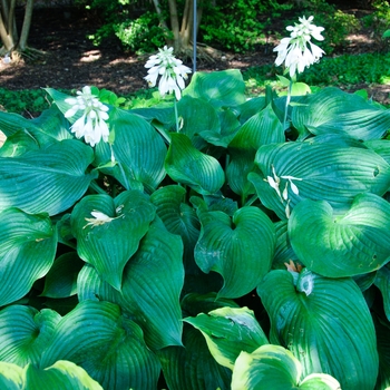 Hosta hybrid - 'Blue Angel'