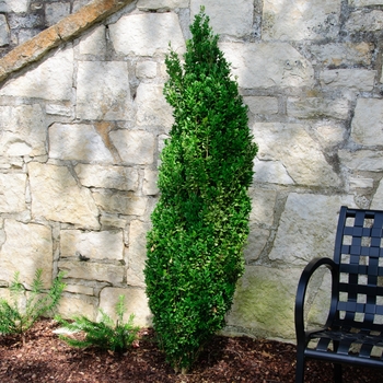 Buxus sempervirens 'Graham Blandy' - Boxwood