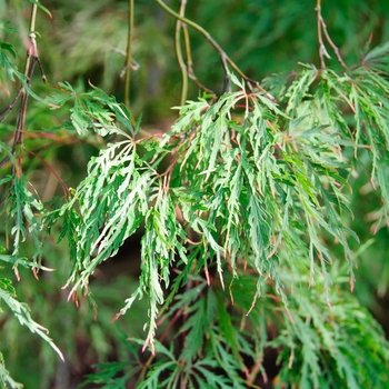 Acer palmatum dissectum 'Inaba Shidare' - Japanese Weeping Maple