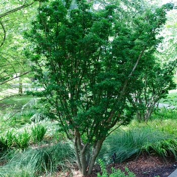 Acer palmatum 'Shishigashira' - Japanese Maple