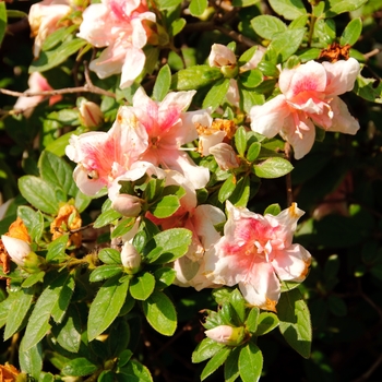 Rhododendron hybrid - Encore® Autumn Belle®