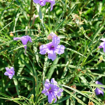 Ruellia simplex - Mexican Petunia