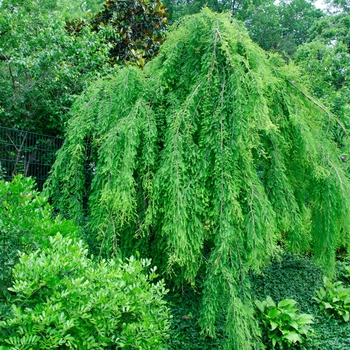 Taxodium distichum 'Falling Waters' - Weeping Bald Cypress