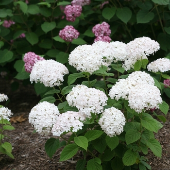 Hydrangea arborescens - Wee White®