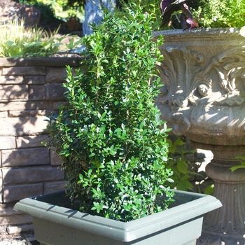 Buxus sempervirens 'Dee Runk' - Boxwood Dee Runk