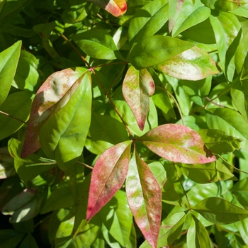 Nandina domestica 'Firepower' - Dwarf Nandina 'Firepower'
