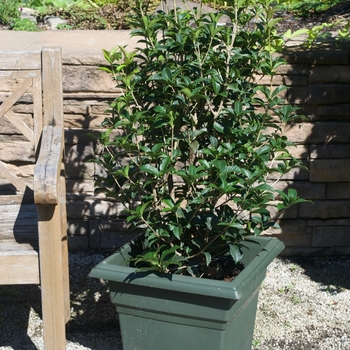  Sweet Olive -Osmanthus x fortunei