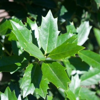 Ilex x - Oak Leaf™ Red Holly