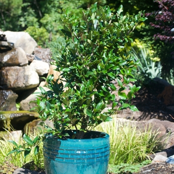 Ligustrum japonicum 'Recurvifolium' (Curled-Leaf Privet) - Recurvifolium Curled-Leaf Privet