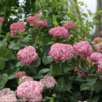Hydrangea arborescens - Invincibelle® Spirit II