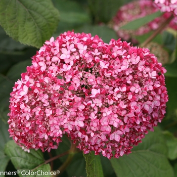 Hydrangea arborescens - Invincibelle® Spirit II