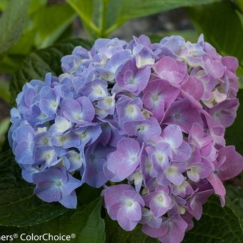 Hydrangea macrophylla - Let's Dance® Blue Jangles®