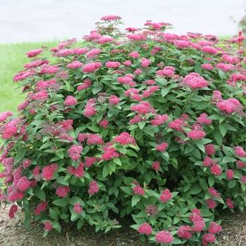 Spiraea japonica - Double Play® Red