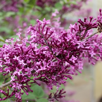 Syringa x - Bloomerang® Dark Purple