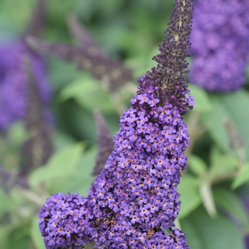 Buddleia x (Butterfly Bush) - Pugster Blue®