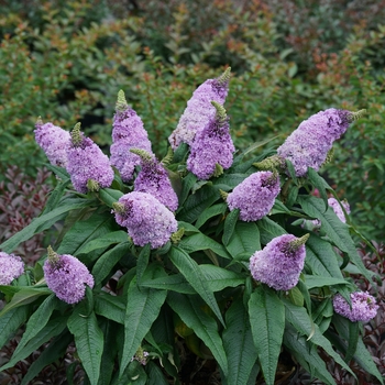 Buddleia x - Pugster® Amethyst