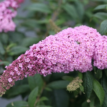 Buddleia x - Pugster Pink®