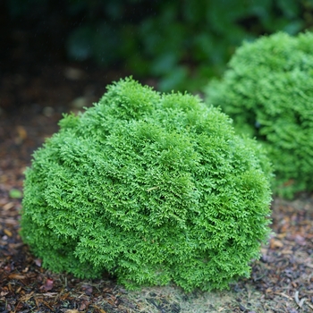 Thuja occidentalis 'SMNTOBAB' PP30761, Can PBRAF (Arborvitae) - Tater Tot® Arborvitae