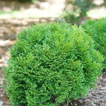 Thuja occidentalis 'SMNTOBAB' PP30761, Can PBRAF (Arborvitae) - Tater Tot® Arborvitae