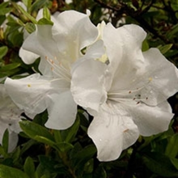 Rhododendron hybrid - Encore® Autumn Ivory®