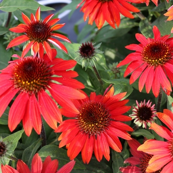 Echinacea purpurea - Sombrero® Sangrita Coneflower