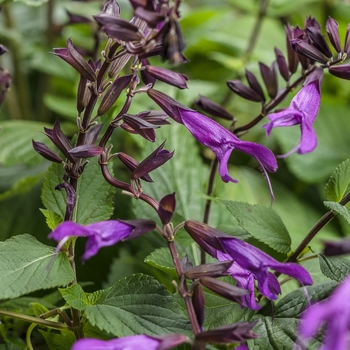 Salvia hybrid - Rockin® Deep Purple