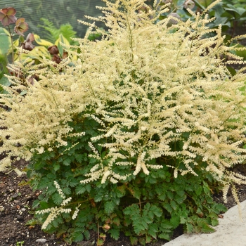 Aruncus hybrid - 'Chantilly Lace'