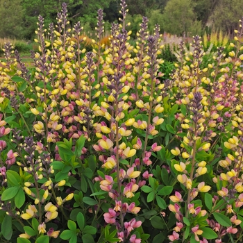 Baptisia hybrid - Decadence® Deluxe 'Pink Lemonade'