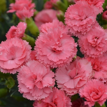 Dianthus hybrid 'Fruit Punch Classic Coral' - Fruit Punch® 'Classic Coral'