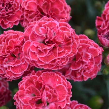 Dianthus hybrid - Fruit Punch® 'Raspberry Ruffles'