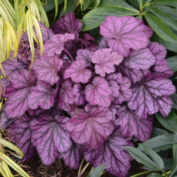 Heuchera hybrid - Primo™ Wild Rose