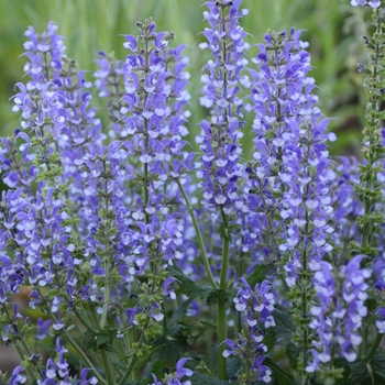 Salvia hybrid - Color Spires® 'Azure Snow'