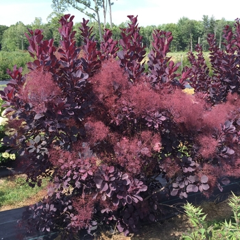 Cotinus coggygria - Winecraft Black®