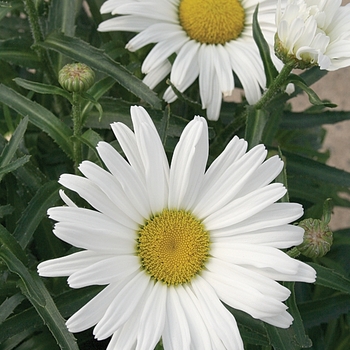 Leucanthemum superbum - Amazing Daisies® Daisy May®
