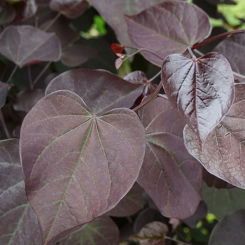 Cercis canadensis - 'Burgundy Hearts®' Redbud