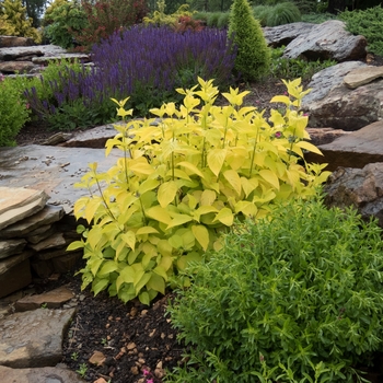 Cornus hesseyii - 'Garden Glow' Red Twig Dogwood