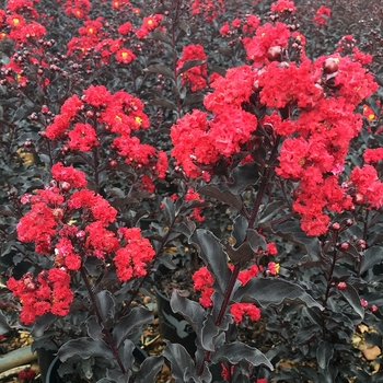 Lagerstroemia 'Ebony Flame' - Crapemyrtle