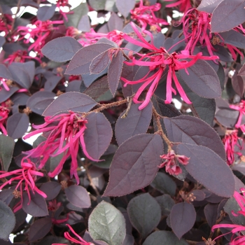 Loropetalum chinense var. rubrum - 'Cherry Blast' Loropetulum