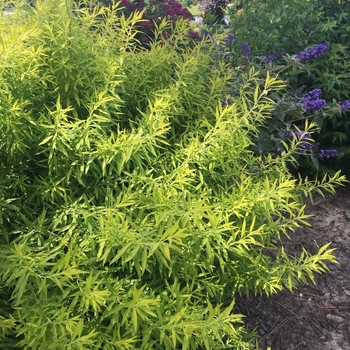 Spiraea thunbergii - 'Gold Thread™' Spirea