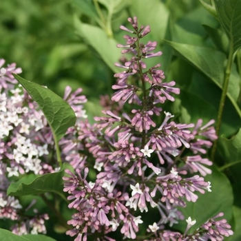 Syringa patula 'Miss Kim