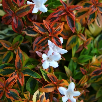 Abelia x grandiflora 'Kaleidoscope' - Kaleidoscope Abelia