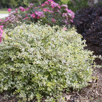 Abelia hybrid 'Hopleys' - Miss Lemon™