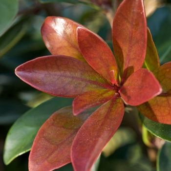 Ternstroemia gymnanthera - Bronze Beauty™ Cleyera