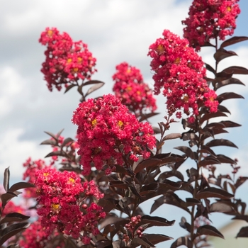 Lagerstroemia indica 'Delta Eclipse™' - Delta Eclipse™ Crapemyrtle