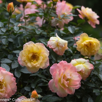 Rosa x 'CHEWNICEBELL' PP26532 - Oso Easy Italian Ice®